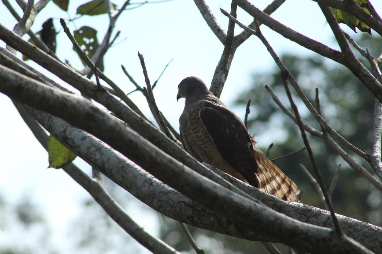 Hotel Pacuare トゥリアルバ エクステリア 写真